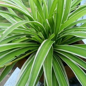 Spider Plant