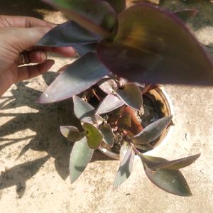 Purple Heart Full Pot With Root