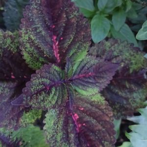 Coleus