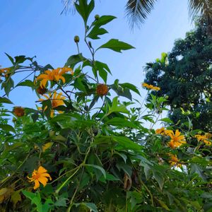 Tithonia Diversifolia (Mexican Sunflower)