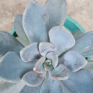 Variegated Succulent