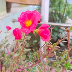 Portulaca Office Time Flowers Cuttings