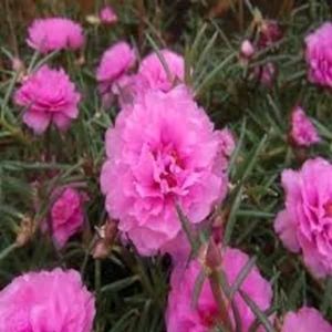 Portulaca Plant Cutting Each Colour 2 Pieces