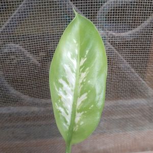 Combo Of Two Plants -Dieffenbachia And Giloya