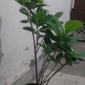 Green/Panda Ficus