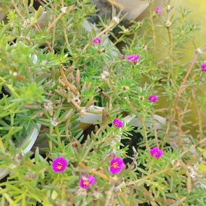 Portulaca pilosa Plant