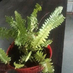 Fern Plant Live