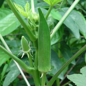 🌿Lady Finger / Okra High Quality Seeds