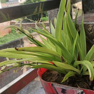 Spider Plant