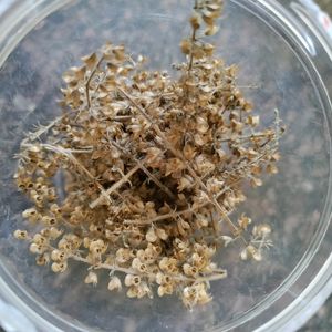 A Box Full Of Tulsi Seeds