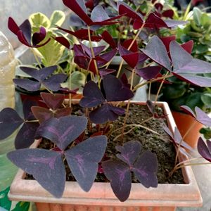 Purple Oxalis And Crown Of Thorns