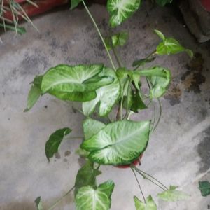 Dual Shade Sygonium Arrowhead Showing Plant