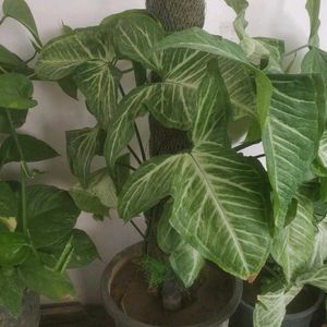 Money Plant