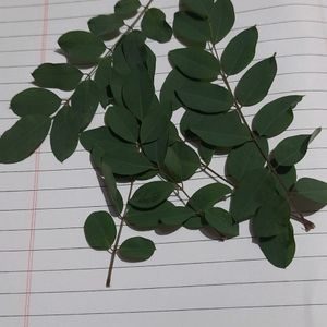 Neelamari Or Indigo Plant Leaves