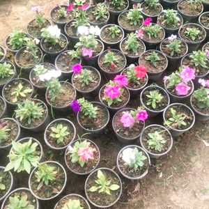 Petunia Winter Flower Plant All Color Available