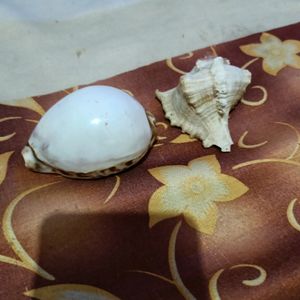 Shell For Decoration