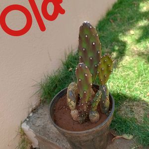 White Cactus Plant With Buds