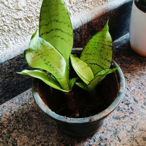 Snake Plant Moonshine