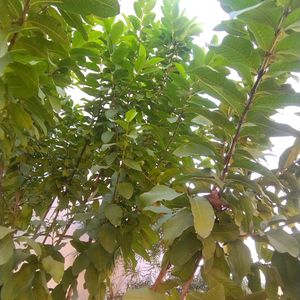 Guava Leaves