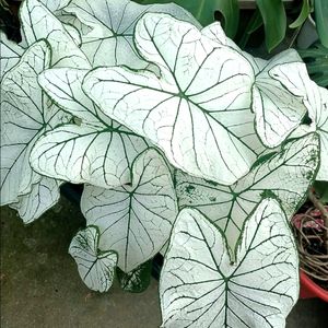 Caladium White Christmas