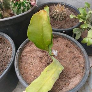 Queen Of The Night And Water Lettuce