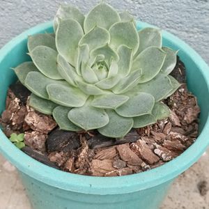 Echeveria