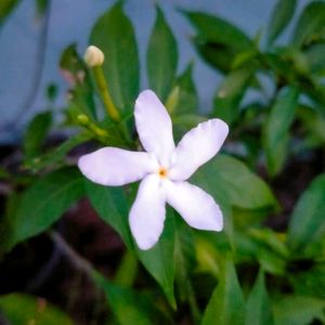 Crepe Jasmine Miniature