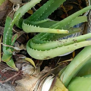 Fresh Aloe Vera Plant Pack Of One