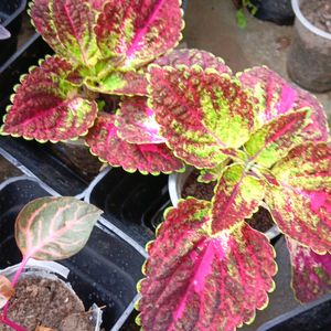 Coleus Cutting