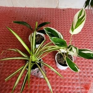 Pack 3 Dracaena Red Ruby & Pandanus veitchii & Nev