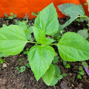 Sunflower Saplings