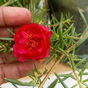 5 Bud Rose And 1 Portulaca Cuttings