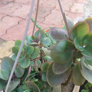 Kalanchoe