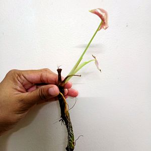 Pink Synchonium Well Rooted Baby Plants (4)