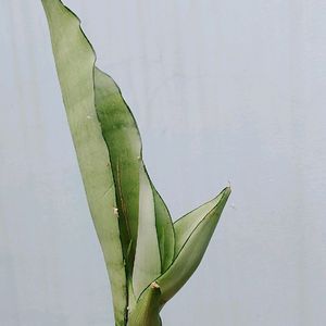 1 Time Offer moonshine Snake Plant