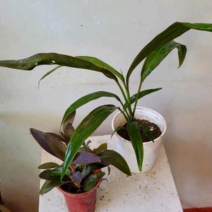 Pack 2 Dracaena Mahatma & Heart Purple Plant & Pot