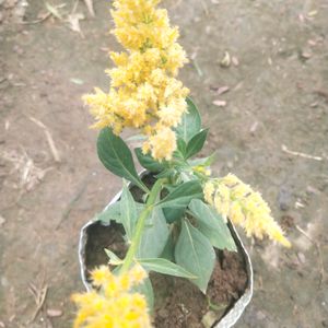 Celosia Plumosa Forest Fire Dwarf Flower