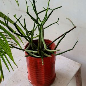 Pencil Cactus Plant🪴& pot