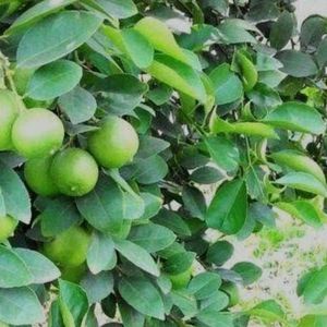 💕 12 माहिने फलने वाला  Nimbu 💕