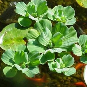 Water Lettuce