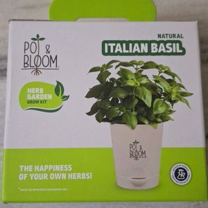 Pot & Bloom, Natural Italian Basil Grow Kit, New