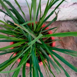 Lemongrass Live Plant