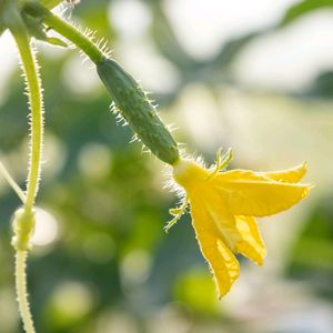 Cucumber Plant With Roots