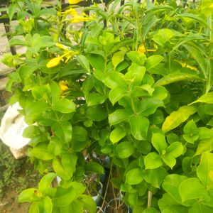 Yellow Almonda Flower Plant With Healthy Root