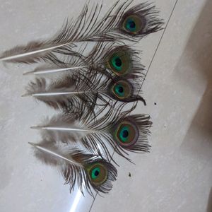 Peacock Feather