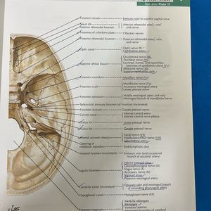 Atlas Of Human Anatomy- Netter