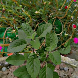 Tulsi Plant ☘️