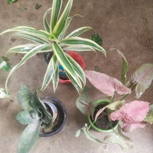 Combo Of 3 Type Beautiful Parmanent Plant