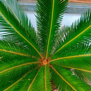 Sago Palm Plant With Bulb