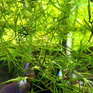 Aquarium Plant